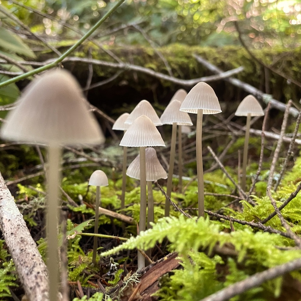 Meet your Posher, Alexia